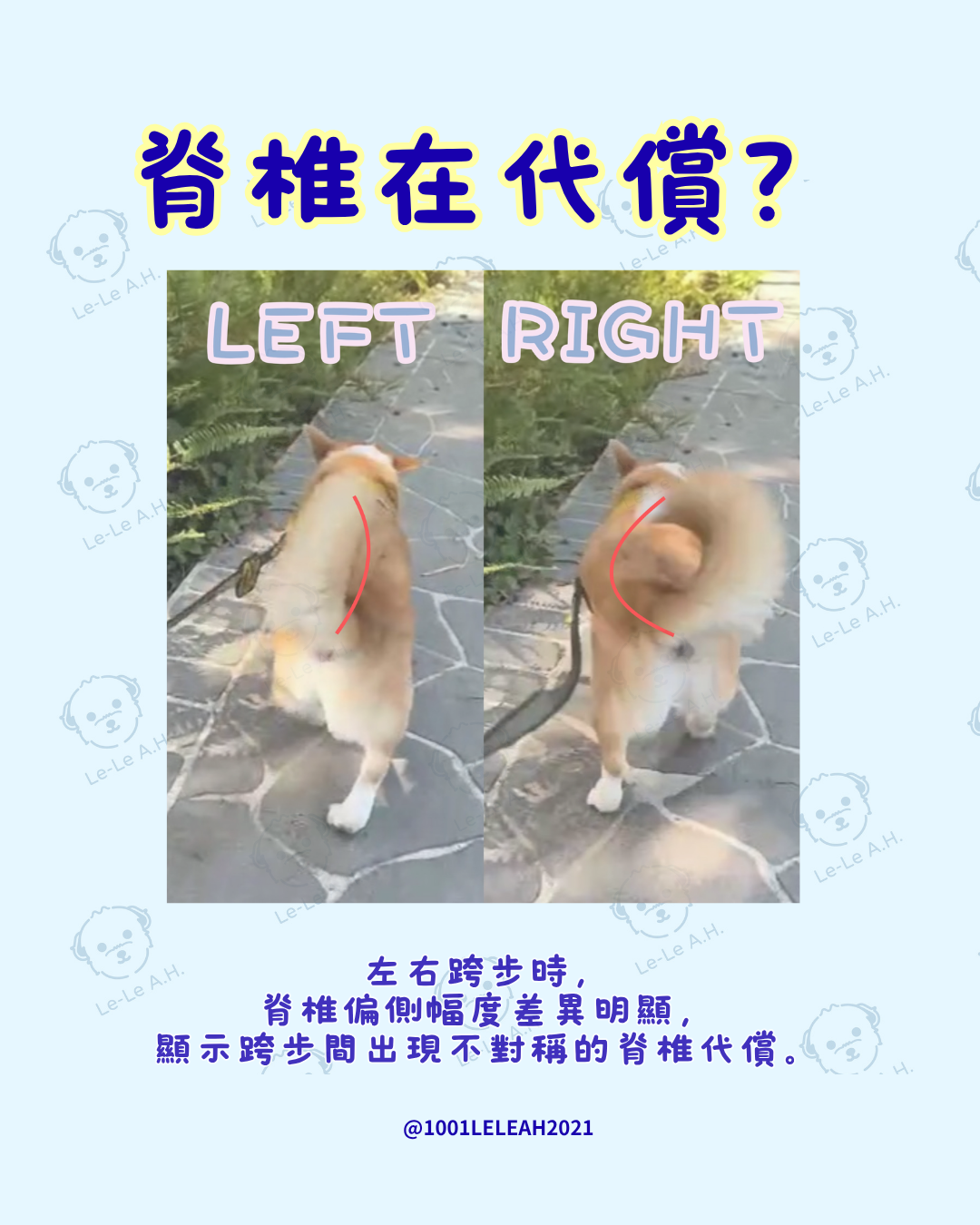 陽光草地上的可愛柯基