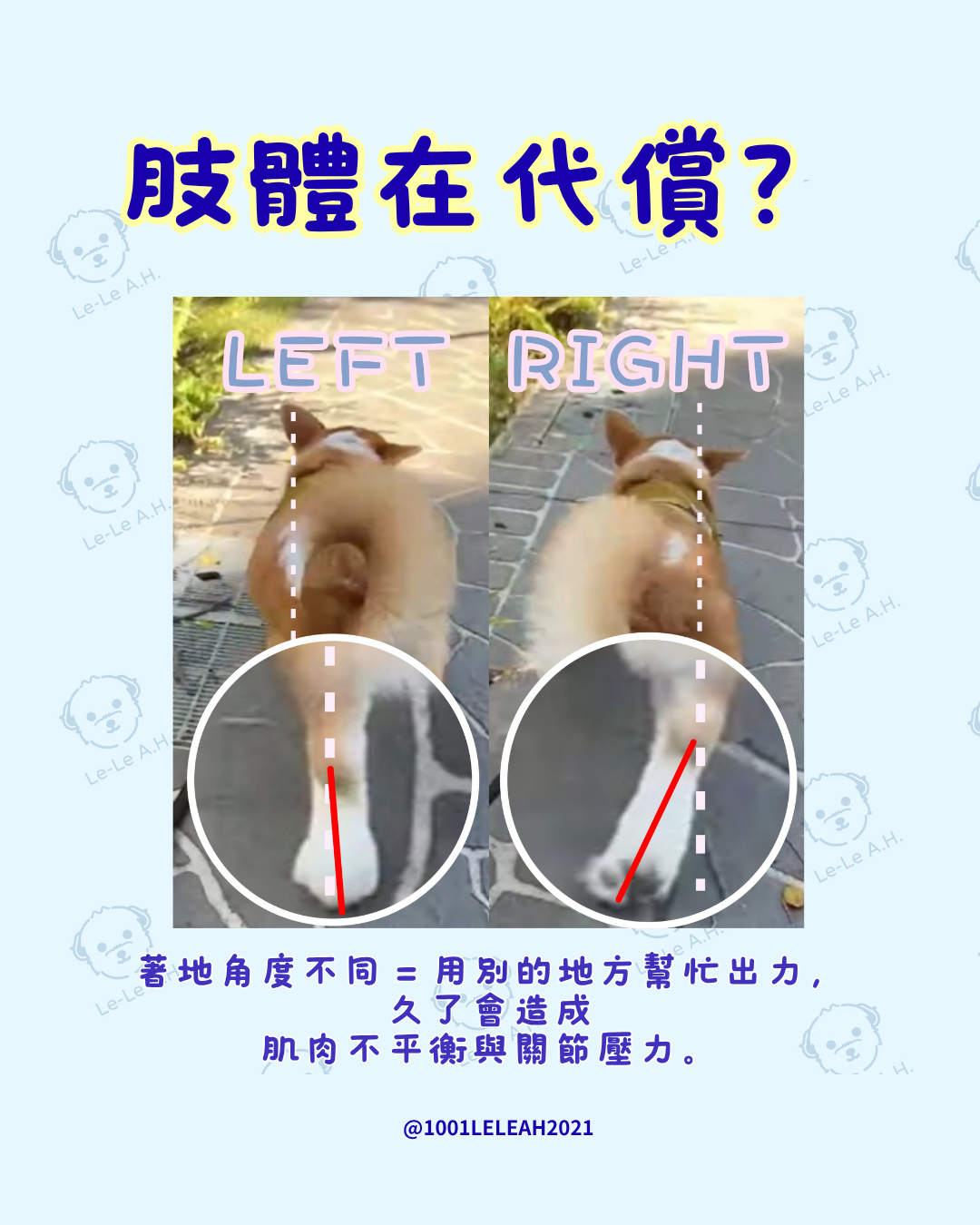 陽光草地上的可愛柯基